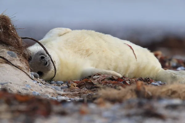 Сіра Печатка Halichoerus Grypus Pup Природному Середовищі Проживання Helgoland Germany — стокове фото