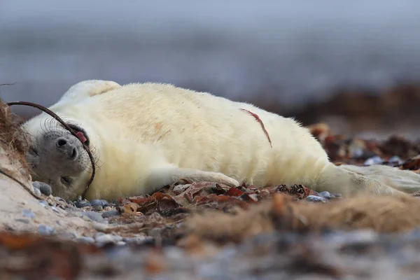 Gray Seal Halichoerus Grypus Pup Natural Habitat Helgoland Germany — Stock fotografie