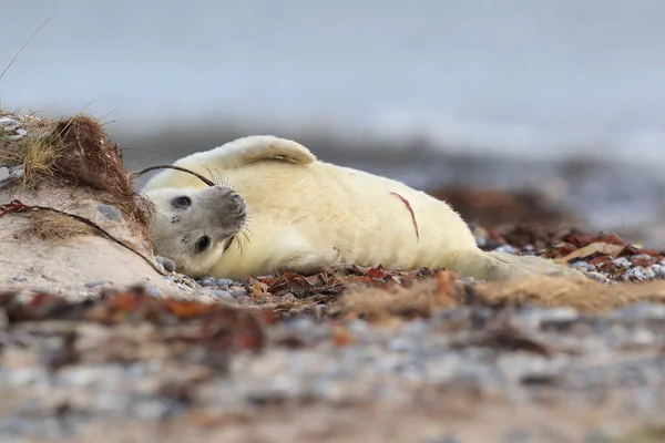 Foca Gris Halichoerus Grypus Pup Hábitat Natural Helgoland Alemania —  Fotos de Stock