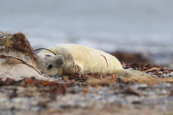 Gray Seal Halichoerus Grypus Pup Habitatul Natural Helgoland Germania — Fotografie, imagine de stoc