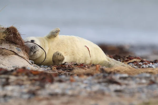 Selo Cinzento Halichoerus Grypus Filhote Cachorro Habitat Natural Helgoland Alemanha — Fotografia de Stock