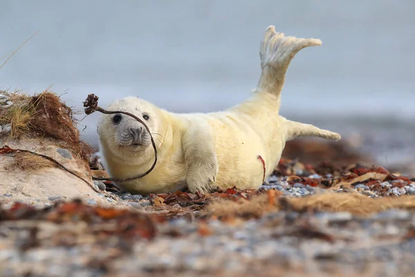 Gray Seal Halichoerus Grypus Pup Natural Habitat Helgoland Germany — Stock fotografie