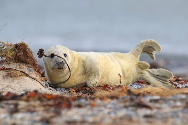 Gray Seal Halichoerus Grypus Pup Natural Habitat Helgoland Germany — Stock fotografie