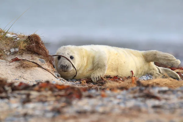 Gray Seal Halichoerus Grypus Pup Természetes Élőhelyen Helgoland Németország — Stock Fotó