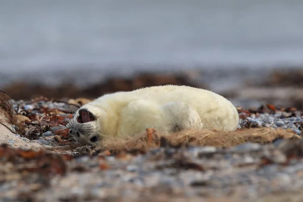 Сіра Печатка Halichoerus Grypus Pup Природному Середовищі Проживання Helgoland Germany — стокове фото