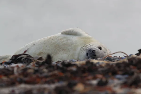 Gray Seal Halichoerus Grypus Pup Natural Habitat Helgoland Germany — Stock fotografie