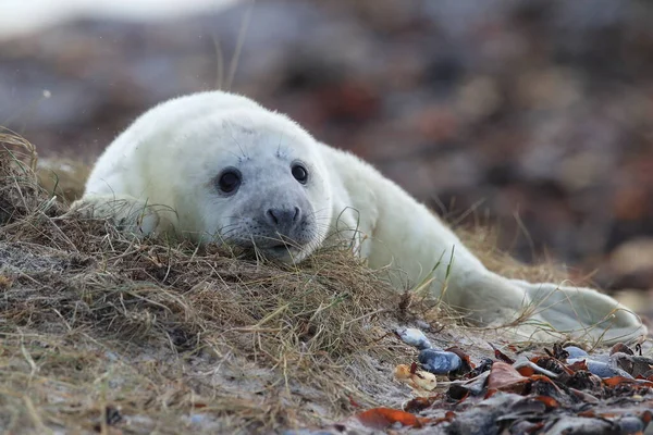 Gray Seal Halichoerus Grypus Pup Natuurlijke Habitat Helgoland Duitsland — Stockfoto