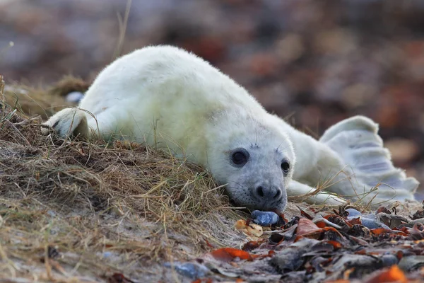 Foca Gris Halichoerus Grypus Pup Hábitat Natural Helgoland Alemania —  Fotos de Stock