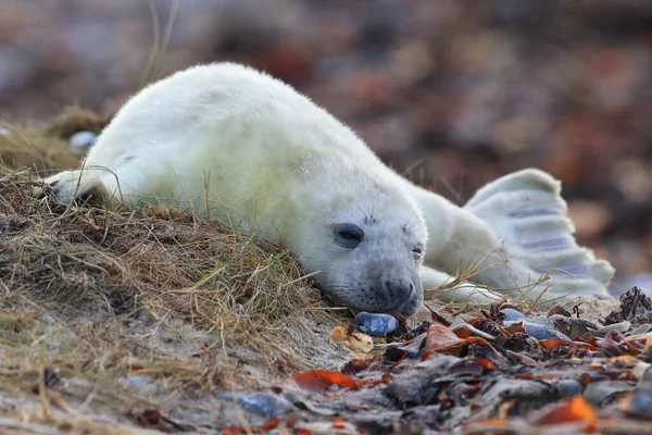 Gray Seal Halichoerus Grypus Pup Natural Habitat Helgoland Germany — Stock fotografie