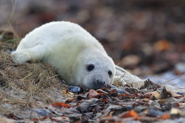 Kegelrobbe Halichoerus Grypus Welpe Natürlichen Lebensraum Helgoland Deutschland — Stockfoto