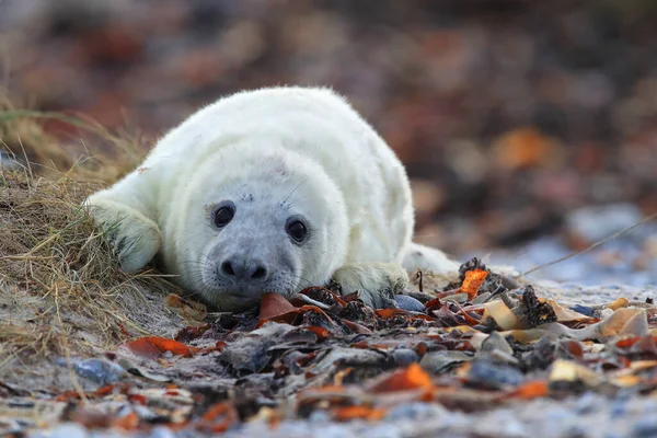 Gray Seal Halichoerus Grypus Pup Natuurlijke Habitat Helgoland Duitsland — Stockfoto