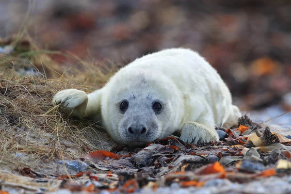 Gray Seal Halichoerus Grypus Pup Natural Habitat Helgoland Germany — Stock fotografie