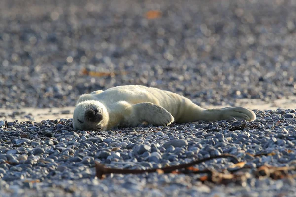 Foca Gris Halichoerus Grypus Pup Hábitat Natural Helgoland Alemania —  Fotos de Stock