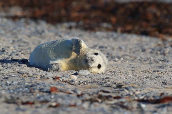 Foca Gris Halichoerus Grypus Pup Hábitat Natural Helgoland Alemania —  Fotos de Stock