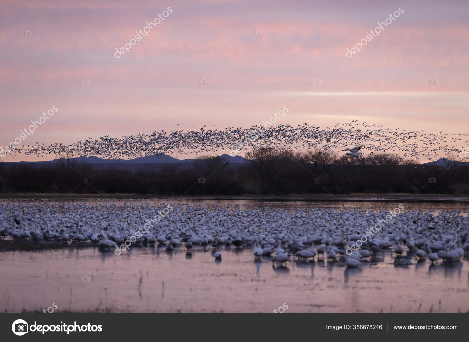 Снежные Гуси Боске Дель Апаче Нью Мексико Стоковое Фото ©FrankFF.