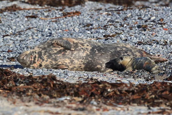 Seal Abu Abu Halichoerus Grypus Pup Habitat Alami Helgoland Jerman — Stok Foto