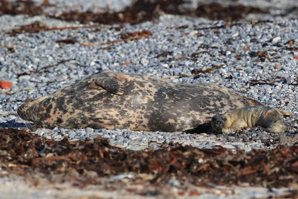 Gri Fok Halichoerus Grypus Yavrusu Doğal Yaşam Alanında Helgoland Almanya — Stok fotoğraf