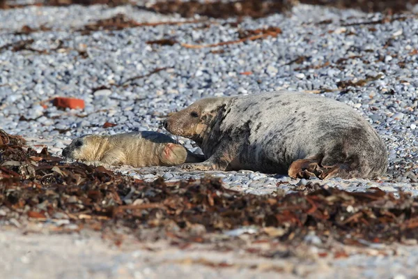 灰海豹 Halichoerus Grypus 生活在德国黑尔戈兰岛的自然栖息地 — 图库照片
