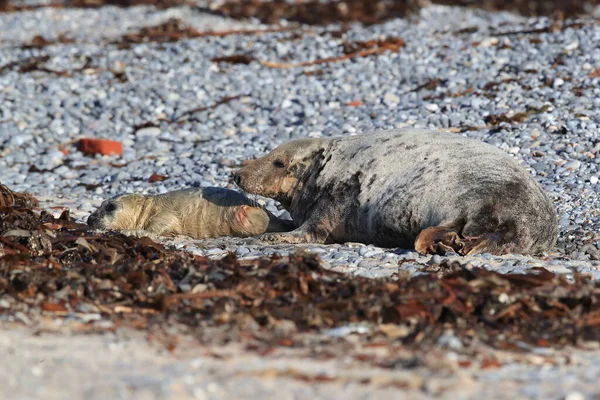 灰色のシール Halichoerus Grypus 自然生息地 ヘルゴラントドイツのポップアップ — ストック写真