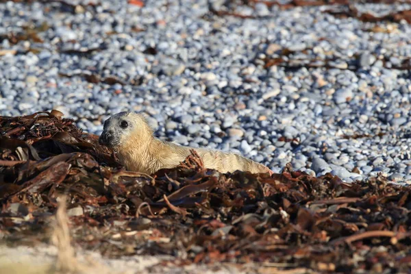灰海豹 Halichoerus Grypus 生活在德国黑尔戈兰岛的自然栖息地 — 图库照片