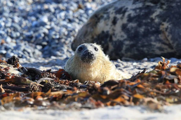 Gray Seal Halichoerus Grypus Pup Natuurlijke Habitat Helgoland Duitsland — Stockfoto