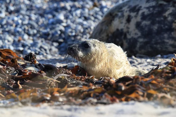Gray Seal Halichoerus Grypus Pup Natuurlijke Habitat Helgoland Duitsland — Stockfoto