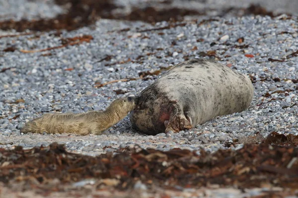 灰色のシール Halichoerus Grypus 自然生息地 ヘルゴラントドイツのポップアップ — ストック写真