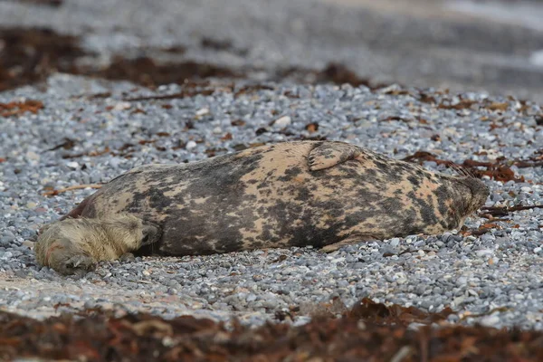 灰海豹 Halichoerus Grypus 生活在德国黑尔戈兰岛的自然栖息地 — 图库照片