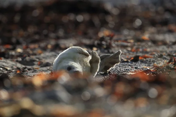 Gray Seal Halichoerus Grypus Pup Natural Habitat Helgoland Germany — Stock fotografie
