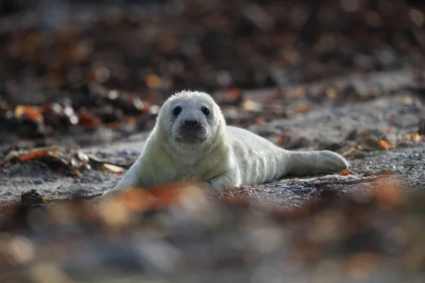 Foca Gris Halichoerus Grypus Pup Hábitat Natural Helgoland Alemania — Foto de Stock