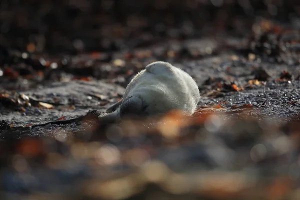 Gray Seal Halichoerus Grypus Pup Natural Habitat Helgoland Germany — Stock fotografie