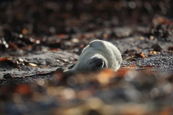 Gray Seal Halichoerus Grypus Pup Natuurlijke Habitat Helgoland Duitsland — Stockfoto