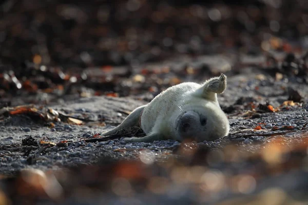 Gray Seal Halichoerus Grypus Pup Στο Φυσικό Περιβάλλον Helgoland Γερμανία — Φωτογραφία Αρχείου