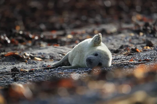 Foca Gris Halichoerus Grypus Pup Hábitat Natural Helgoland Alemania —  Fotos de Stock