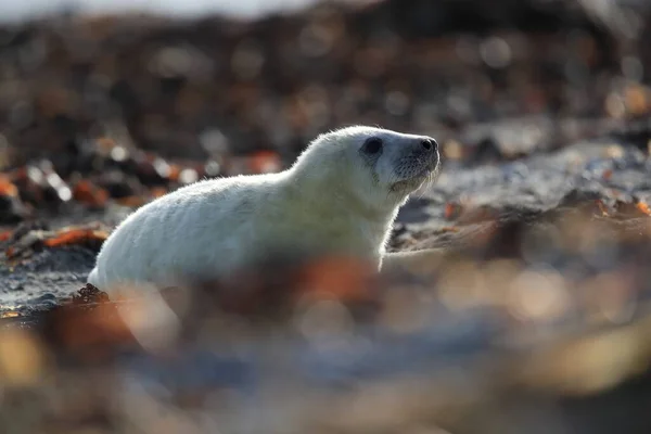 Gray Seal Halichoerus Grypus Pup Természetes Élőhelyen Helgoland Németország — Stock Fotó