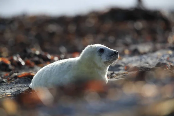Gray Seal Halichoerus Grypus Pup Habitatul Natural Helgoland Germania — Fotografie, imagine de stoc