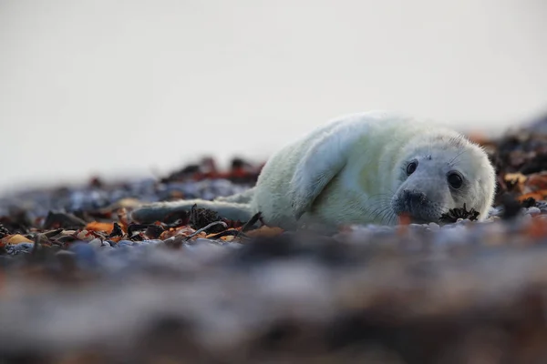 Gray Seal Halichoerus Grypus Pup Natural Habitat Helgoland Germany — Stock fotografie