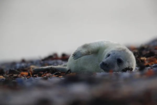 Gray Seal Halichoerus Grypus Pup Natural Habitat Helgoland Germany — Stock fotografie