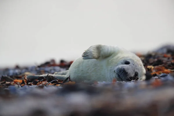 Foca Gris Halichoerus Grypus Pup Hábitat Natural Helgoland Alemania —  Fotos de Stock