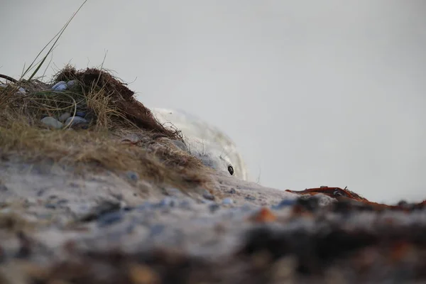 Сіра Печатка Halichoerus Grypus Pup Природному Середовищі Проживання Helgoland Germany — стокове фото