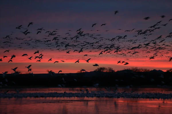 Kar Kazları Bosque Del Apache New Mexico Abd — Stok fotoğraf