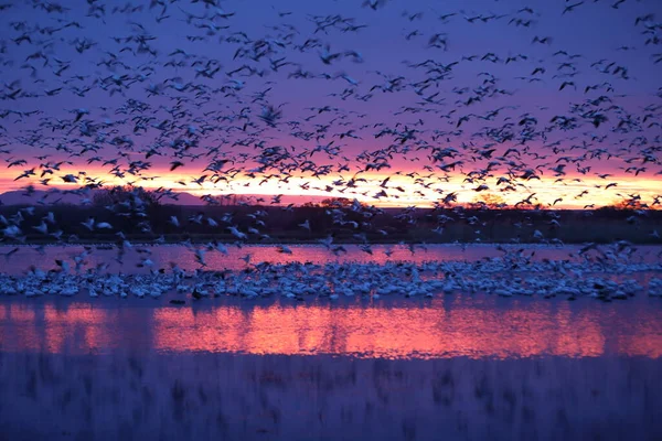 Snö Gäss Bosque Del Apache New Mexico Usa — Stockfoto