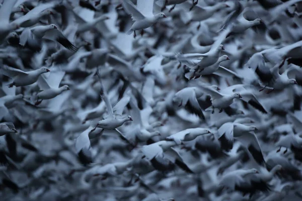 Χιονόχηνες Bosque Del Apache Νέο Μεξικό Ηπα — Φωτογραφία Αρχείου