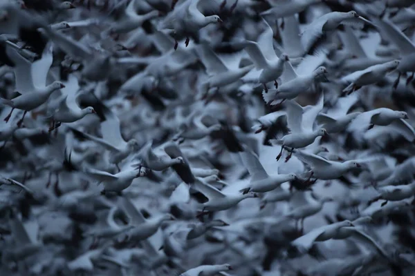 Χιονόχηνες Bosque Del Apache Νέο Μεξικό Ηπα — Φωτογραφία Αρχείου