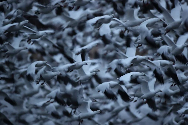 Schneegänse Bosque Del Apache New Mexico Usa — Stockfoto