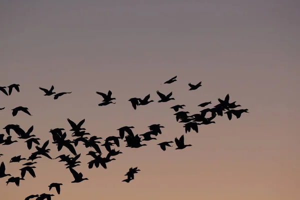 Snow Geese Bosque Del Apache New Mexico Usa — Stock Photo, Image