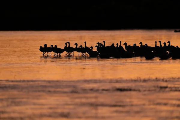 Oies Des Neiges Bosque Del Apache Nouveau Mexique Usa — Photo