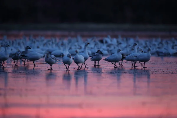 Bosque Del Apache Mexikó Egyesült Államok — Stock Fotó