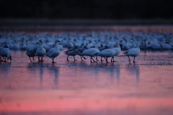 Gansos Neve Bosque Del Apache Novo México Eua — Fotografia de Stock