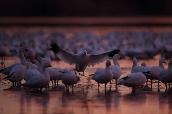 Snö Gäss Bosque Del Apache New Mexico Usa — Stockfoto